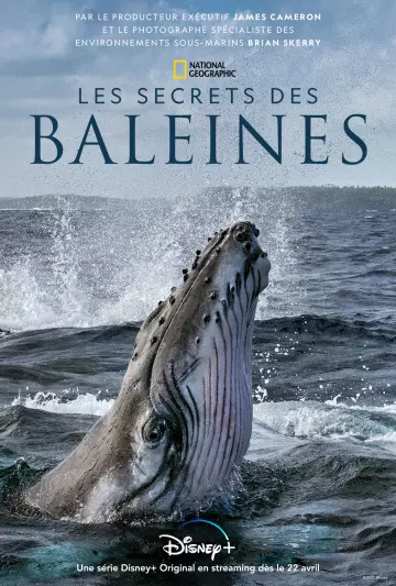 Les Secrets des baleines - Saison 1